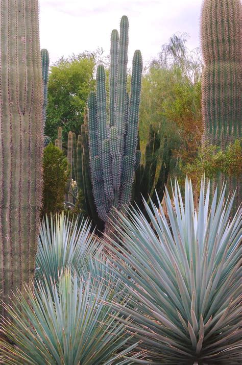 Gallery Of Desert Plants