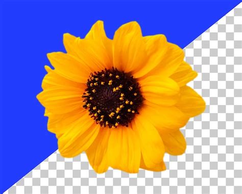 Premium PSD Psd 3d Rendering Sun Flower On Transparent Background