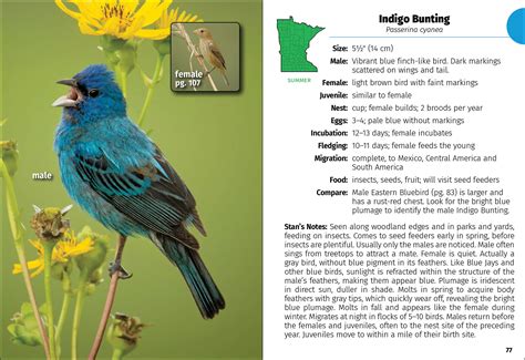 Birds of Minnesota Field Guide - AdventureKEEN Shop