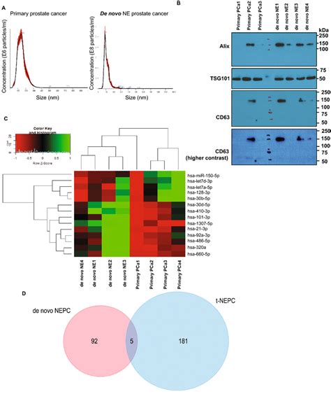 Ev Mirna Profiling Of De Novo Nepc Shows Distinct Mirna Alterations