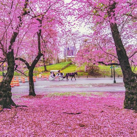 Regina Martin: Central Park Spring Flowers - The Flowers in Central ...