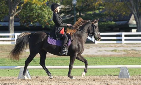 Rocky Mountain Horse - A Guide to Gaited Horse Breeds