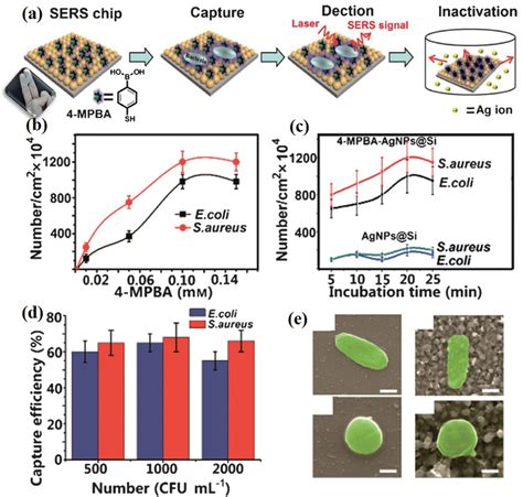 Bacteria Detection From Powerful SERS To Its Advanced Compatible