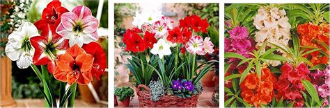 Kraft Seeds Balsam Mixed Flower Desi Seeds Andkraft Seeds Amaryllis Lily