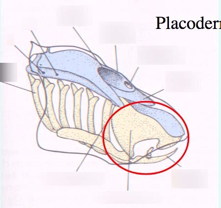 ZOO 2090 Lec 3-4: Placoderm Jaw Diagram Diagram | Quizlet