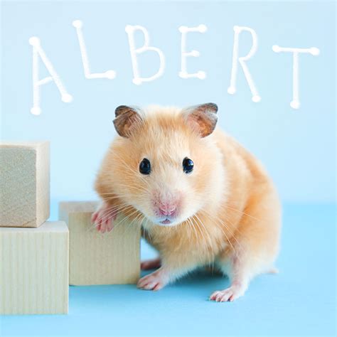 110+ Cute Hamster Names for Your Pint-Size Pet