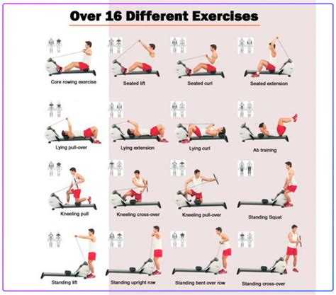 What Muscles do a Rowing Machine Workout? Detailed Guide