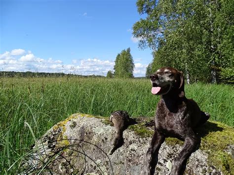 Vesilintujen ja karhun metsästys alkaa tänään Ruovesi