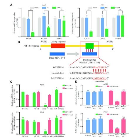 Kif Could Be Negatively Regulated By Mir P In Luad Cells A