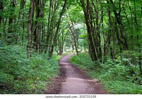 Wide Path Dense Forest Stock Photo Edit Now 310731539