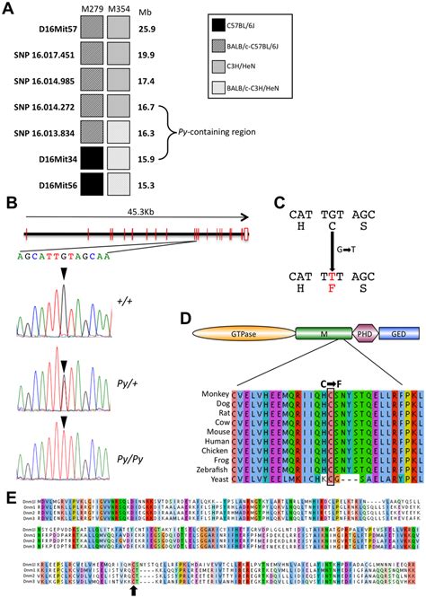 Genetic Linkage Analysis And Positional Cloning Of The Py Mutation A