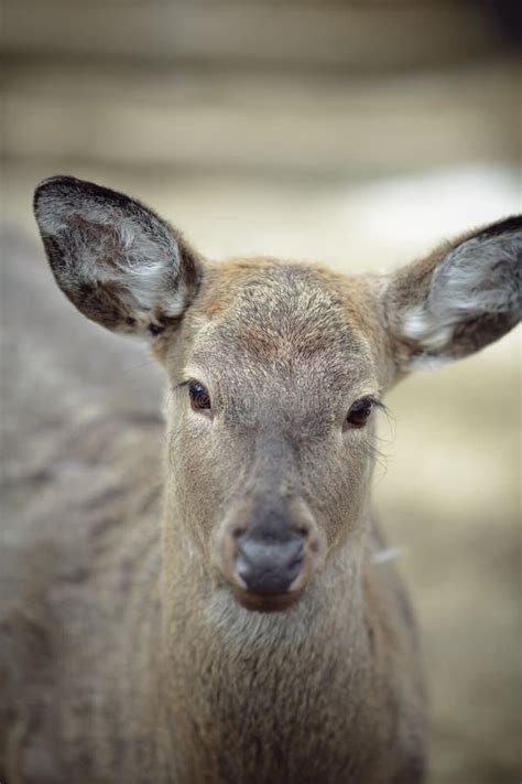 Whitetail deer doe stock image. Image of forest, natural - 84435363