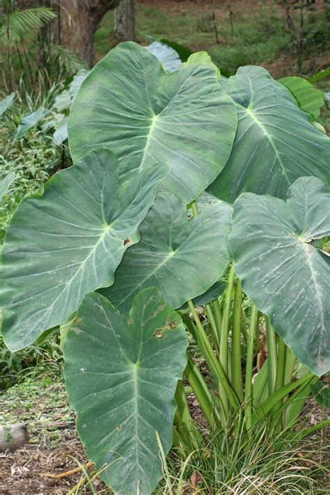 Colocasia esculenta (Caladium, Dasheen, Elephant Ears, Green Taro ...