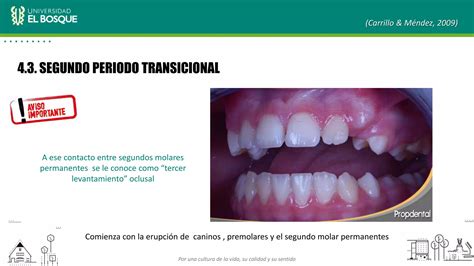 Desarrollo de oclusión en Dentición temporal Mixta y permanente PPT