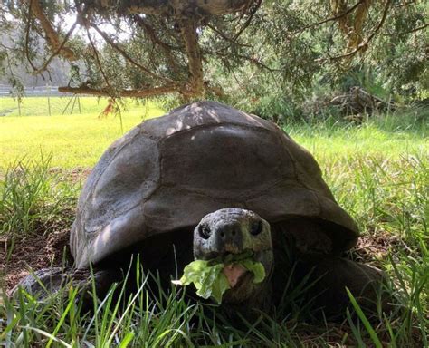 Jonathan The 190 Year Old Tortoise Was Photographed In 1886 And Today