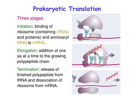 Ppt Prokaryotic Translation Powerpoint Presentation Free Download