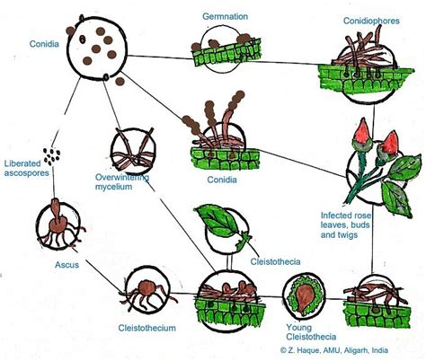 PDF Disease Cycle Of Powdery Mildew Of Roses