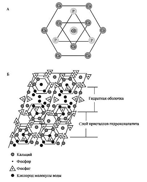 2.1. Клетки костной ткани