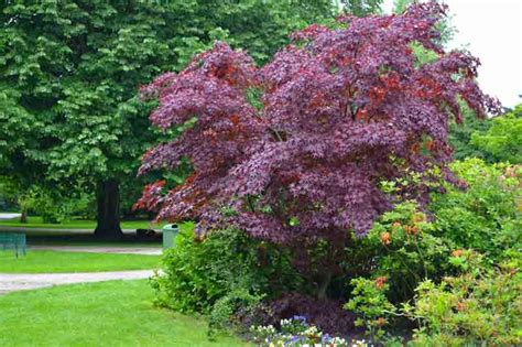 Acer Platanoides Crimson King Norway Maple