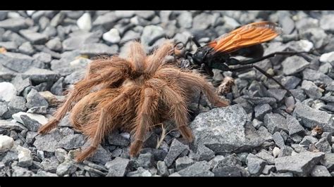 Wasp Dominates Tarantula Youtube