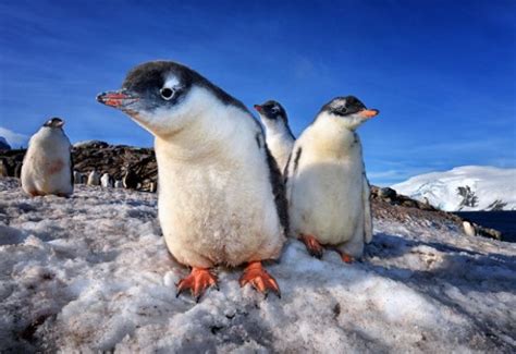 Photo of the Day: Gentoo Penguin | Audubon Magazine Smithsonian Travel ...