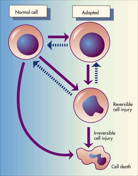 Altered Cellular And Tissue Biology Basicmedical Key