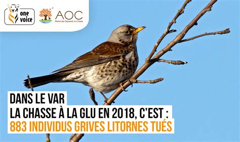 Bilan Des Oiseaux Victimes Des Gluaux Dans Le Var Alliance Des