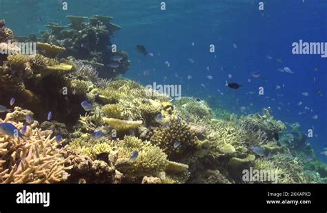 Static View Of A Coral Reef With Staghorn Coral And Reef Fishes In The