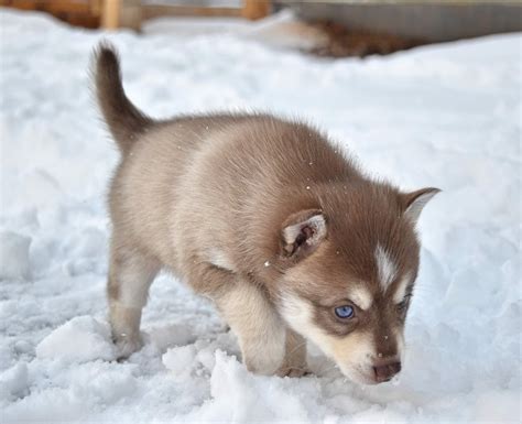 Snow pup! : r/aww