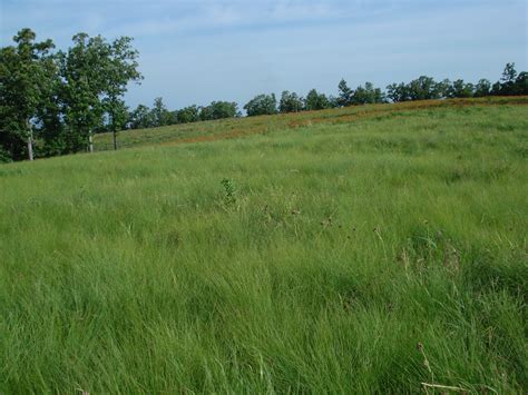 Prairie Dropseed Hamilton Native Outpost