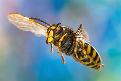 Kleine Hornisse Im Flug Foto And Bild Tiere Wildlife Insekten Bilder