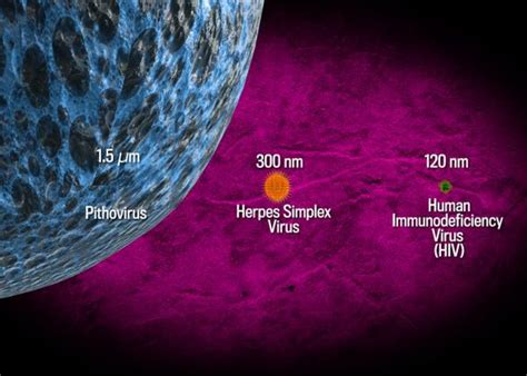 Giant Virus Revived Pithovirus Comes Back To Life From Melting