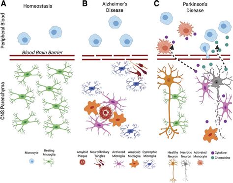 Microglia And Other Myeloid Cells In Central Nervous System Health And