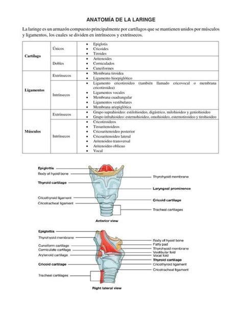 Laringe Resumen Medicina Udocz