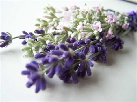 Cooking With Lavender Is Dependent Upon The Variety Used