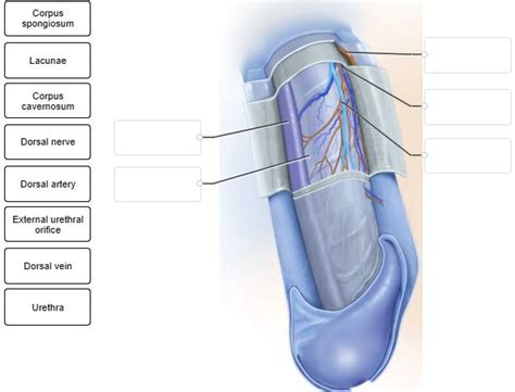 Solved Correctly Label The Following Structures Of The Penis Corpus