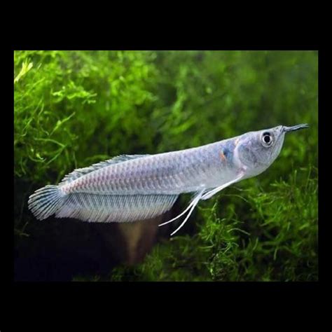 Piece Silver Arowana Fish