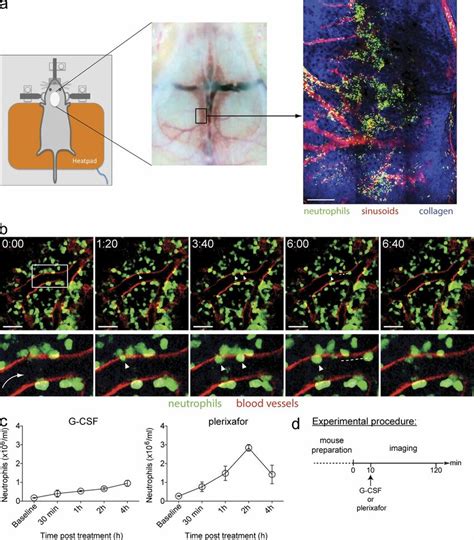 Intravital Multiphoton Microscopy Of Murine Skull Bm A Schematic Download Scientific Diagram