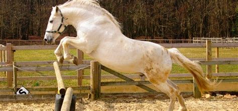 CABALLOS ESPAÑOLES: Características, Qué come, Dónde vive...