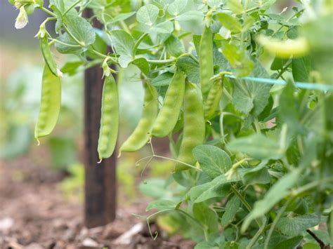 Difference Between Snow Peas And Sugar Snap Peas Gardening Know How