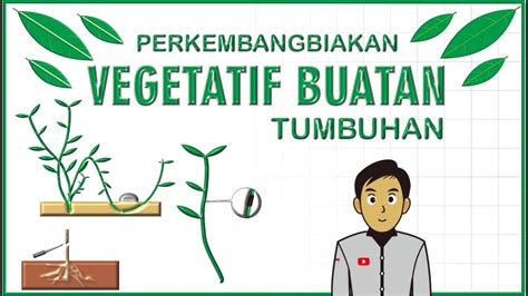 Detail Gambar Perkembangbiakan Vegetatif Buatan Koleksi Nomer 15