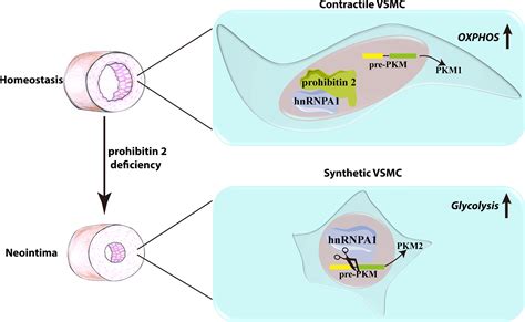 PHB2 Maintains The Contractile Phenotype Of VSMCs By Counteracting PKM2