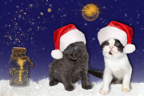 Котенок в шапочке лягушки - фото и картинки abrakadabra.fun
