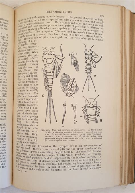 A GENERAL TEXTBOOK OF ENTOMOLOGY INCLUDING THE ANATOMY, PHYSIOLOGY ...