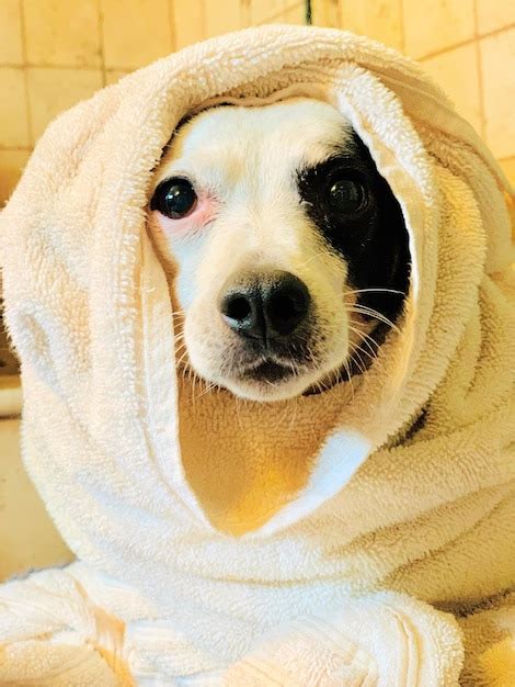 Premium Photo | Dog spa day