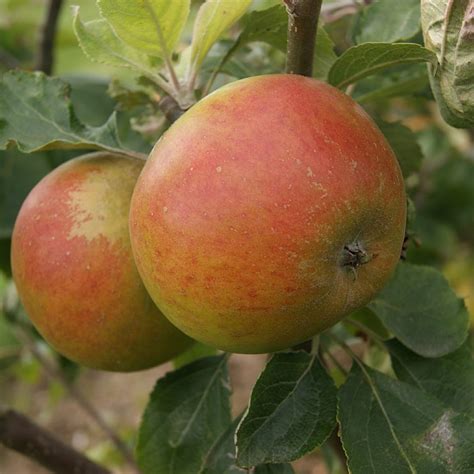 Malus Domestica Holsteiner Cox Find Haveplanter