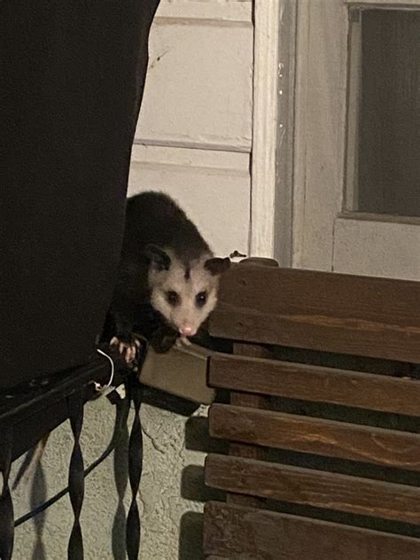 Possum Every Hour On Twitter