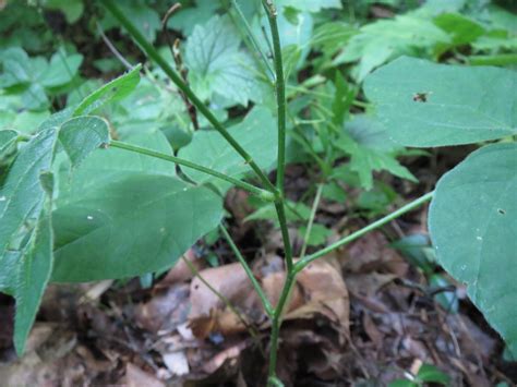 Tick Trefoil White Mammoth Cave Area Flora