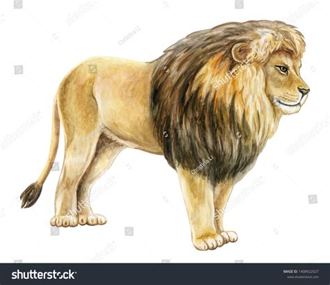 Lion Profile Watercolor Illustration Realistic Lion Stock Illustration ...