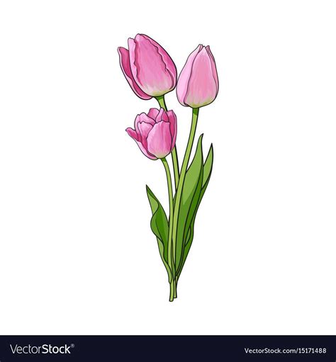 Hand drawn bunch of three side view pink tulip flower, sketch style ...